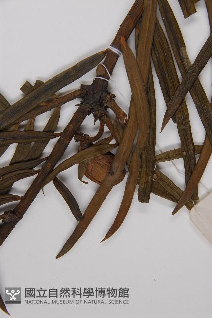 三尖杉藏品圖，第3張