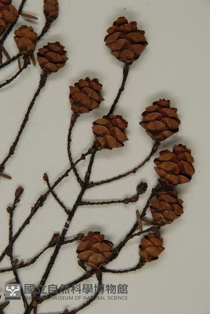 臺灣鐵杉藏品圖，第3張