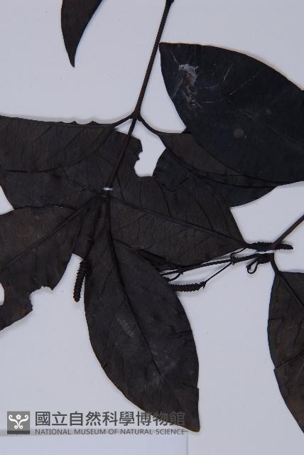 買麻藤藏品圖，第3張