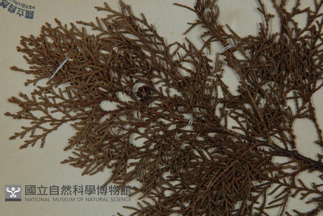 側柏藏品圖，第3張