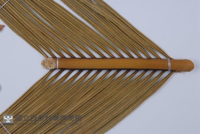 蘇鐵、鐵樹藏品圖，第3張