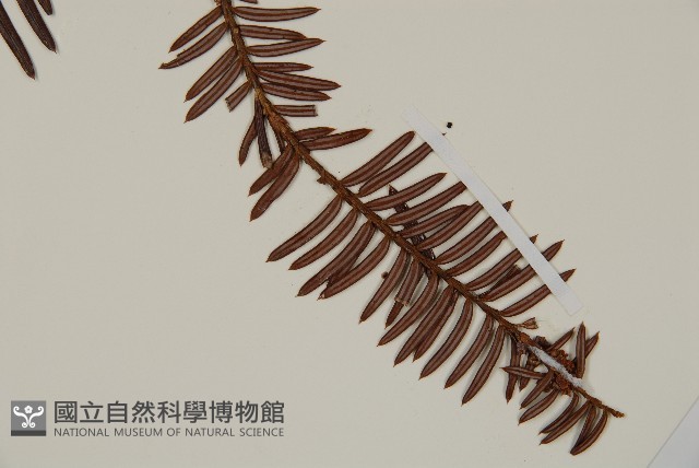 白豆杉藏品圖，第3張