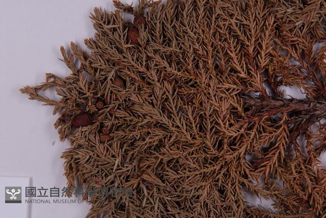 高山柏藏品圖，第3張