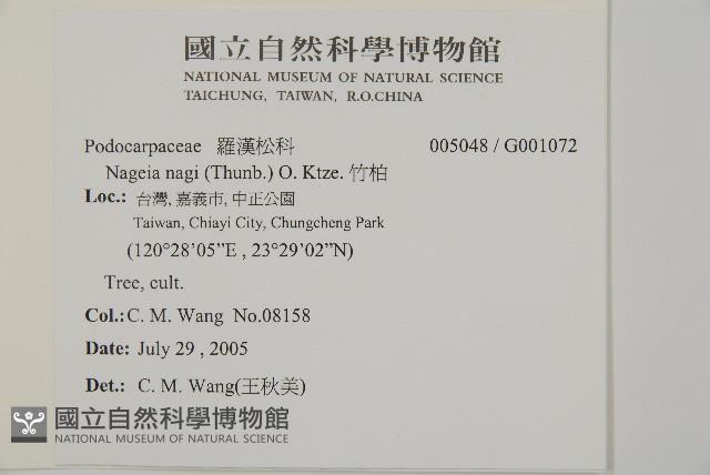 竹柏藏品圖，第2張