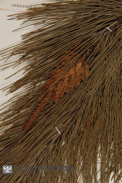 馬尾松藏品圖，第3張