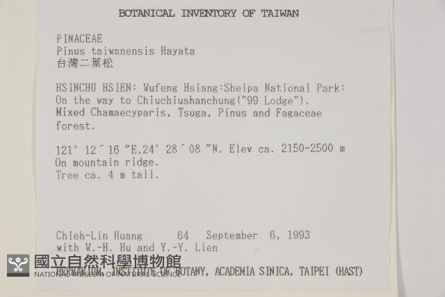 臺灣二葉松藏品圖，第2張