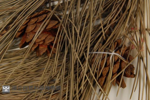 油松藏品圖，第3張