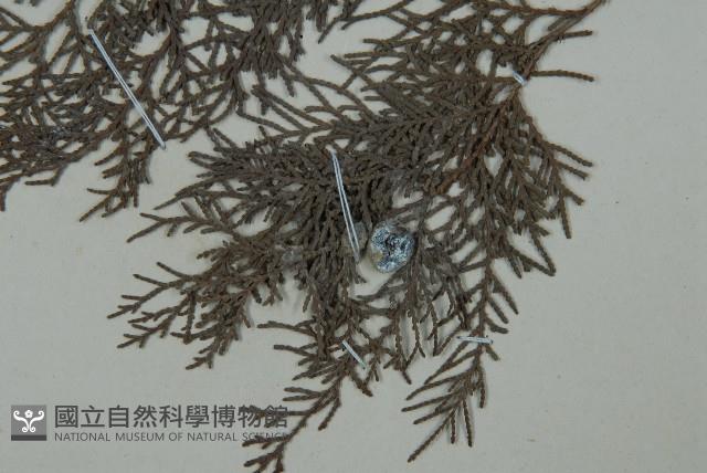 側柏藏品圖，第3張