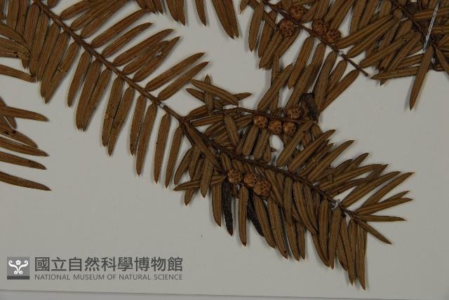 香榧藏品圖，第3張