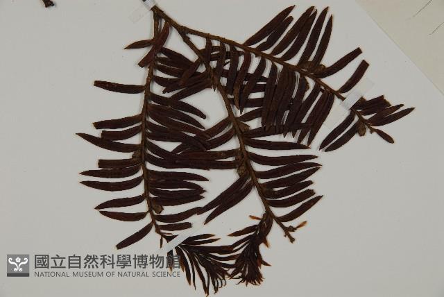 南方紅豆杉藏品圖，第3張