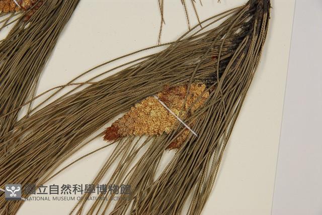 馬尾松藏品圖，第3張