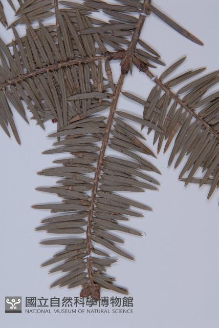 日本冷杉藏品圖，第3張