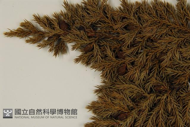 香青藏品圖，第3張