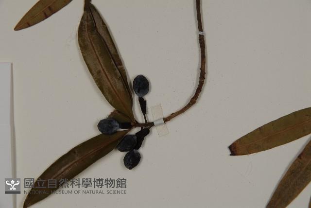 叢花百日青藏品圖，第3張