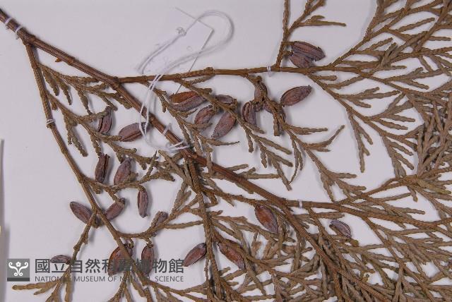 台灣肖楠藏品圖，第3張