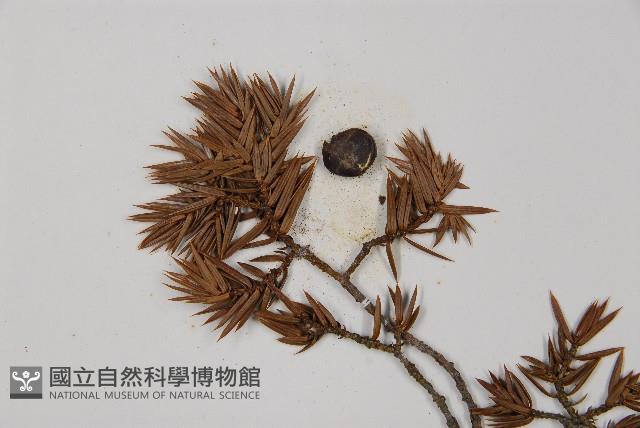 刺柏藏品圖，第3張