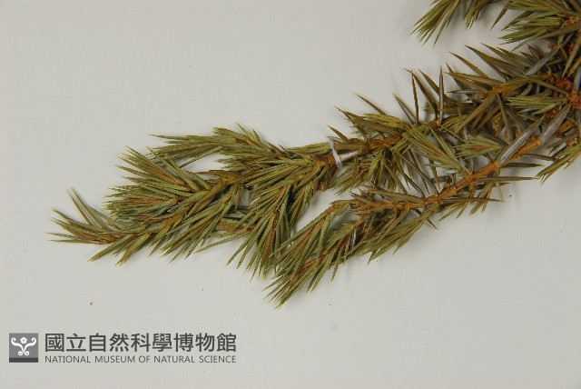 刺柏藏品圖，第3張