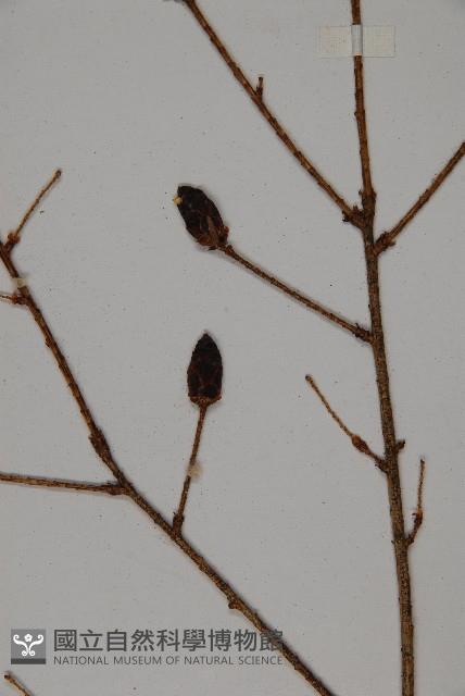 雲南鐵杉藏品圖，第3張