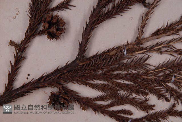 柳杉藏品圖，第3張