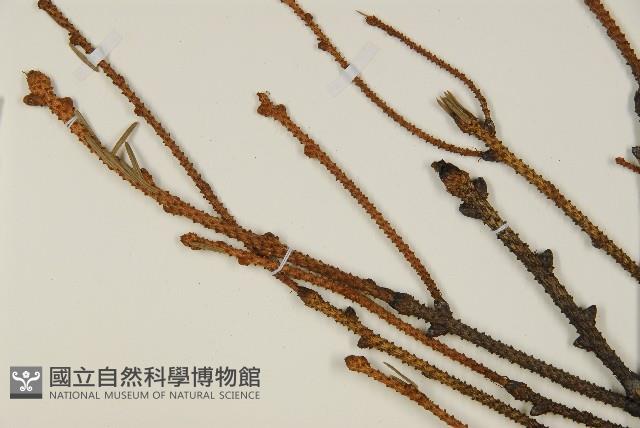 登錄號:G001012藏品圖，第3張