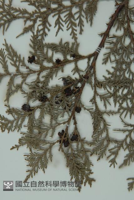 側柏藏品圖，第3張