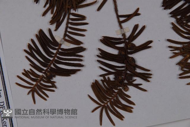 東北紅豆杉藏品圖，第3張