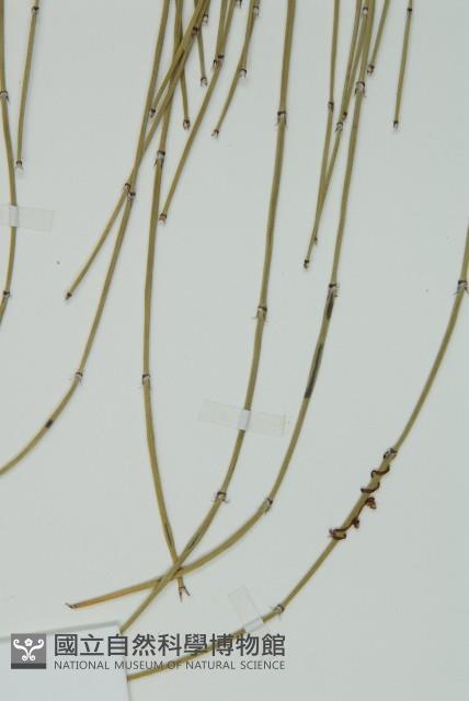 草麻黃藏品圖，第3張