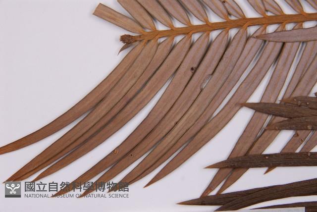 三尖杉藏品圖，第3張