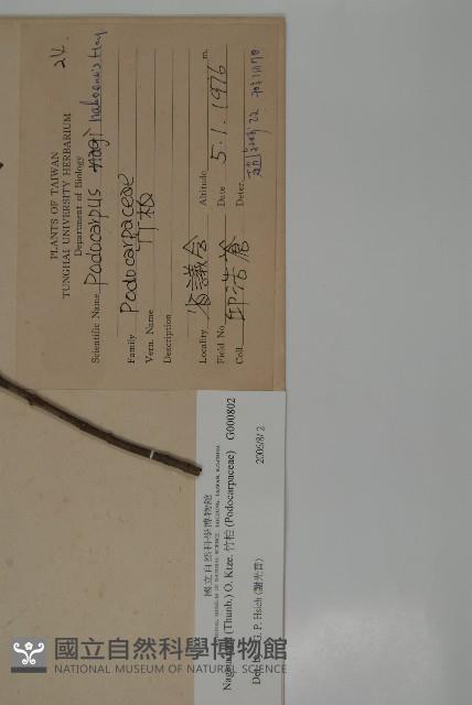 竹柏藏品圖，第2張