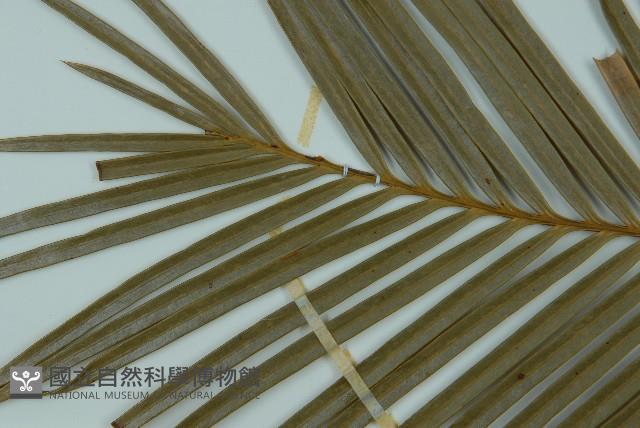 光果蘇鐵藏品圖，第3張