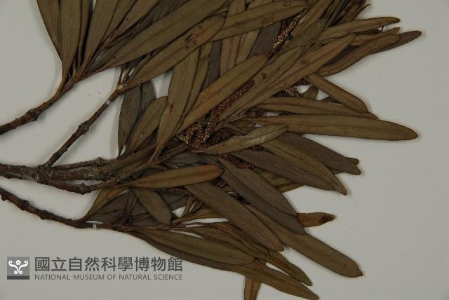 小葉羅漢松藏品圖，第3張