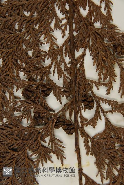 紅檜藏品圖，第3張