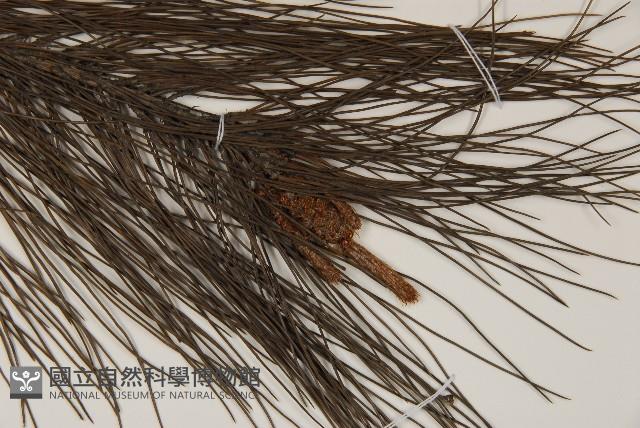 馬尾松藏品圖，第3張