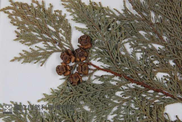 臺灣扁柏藏品圖，第3張