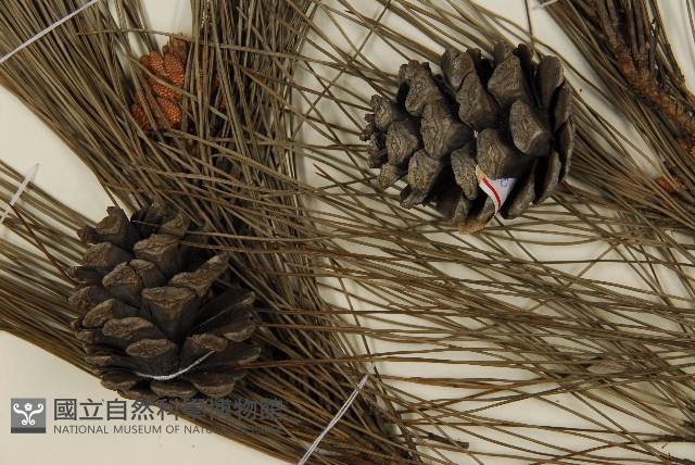 琉球松藏品圖，第3張