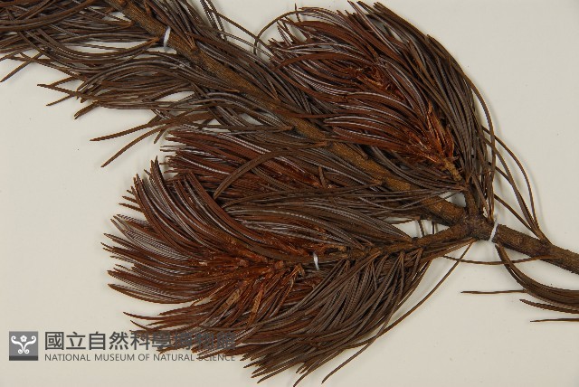 偃松藏品圖，第3張