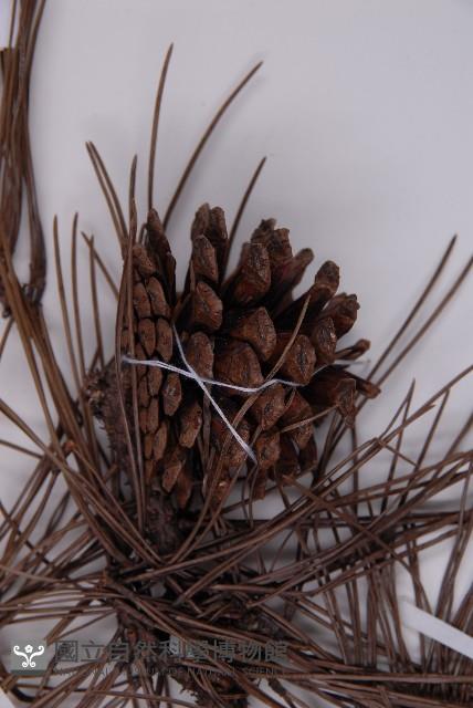 黑松藏品圖，第3張