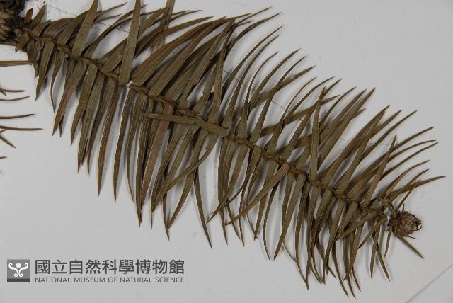 杉木藏品圖，第3張