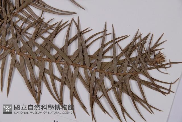 Chinese fir Collection Image, Figure 3, Total 5 Figures