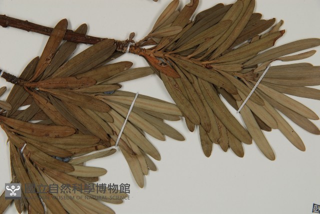 大葉羅漢松藏品圖，第3張