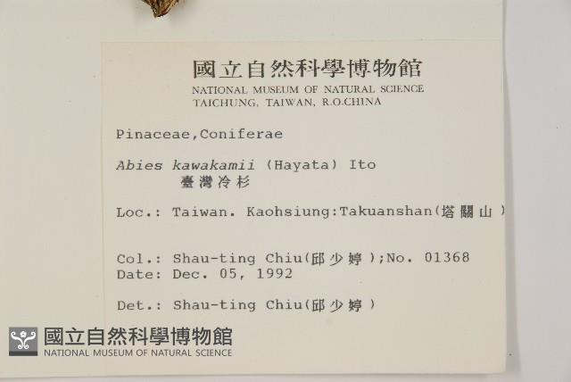 臺灣冷杉藏品圖，第2張
