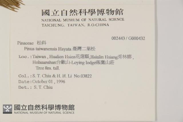 臺灣二葉松藏品圖，第2張