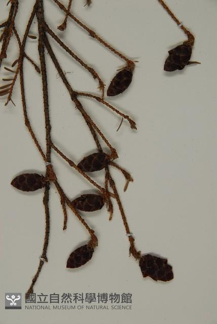 臺灣鐵杉藏品圖，第3張