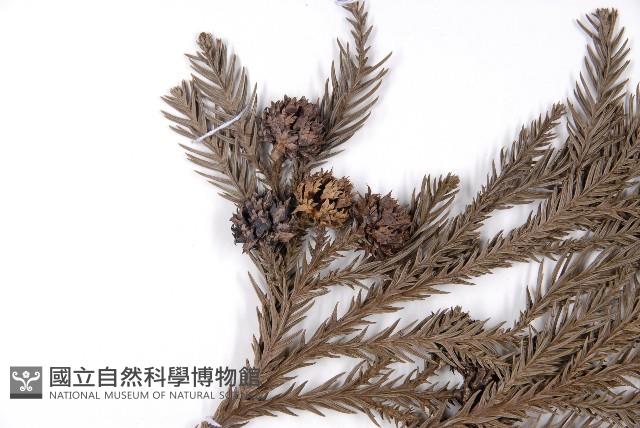 柳杉藏品圖，第3張