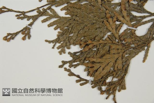 福建柏藏品圖，第3張