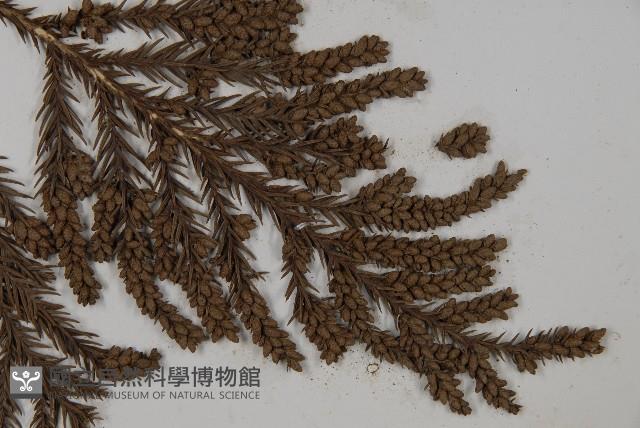 臺灣杉藏品圖，第3張