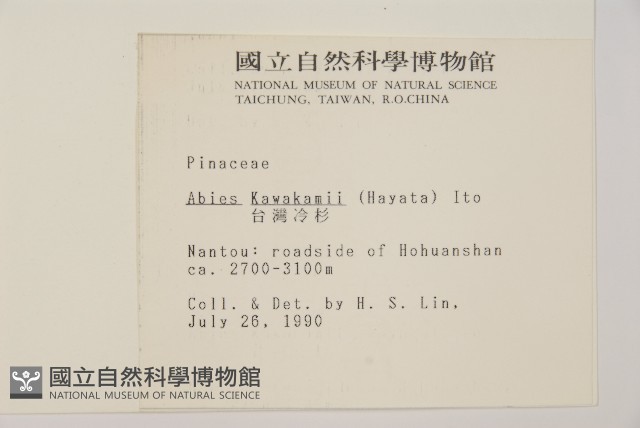 臺灣冷杉藏品圖，第2張