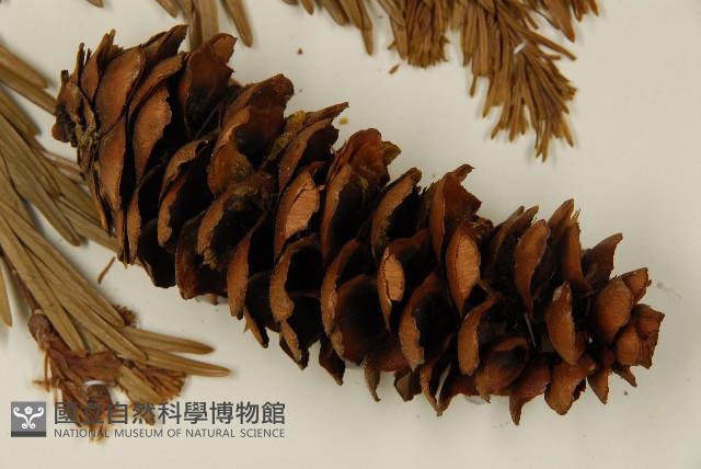 雲南油杉、杉松藏品圖，第3張