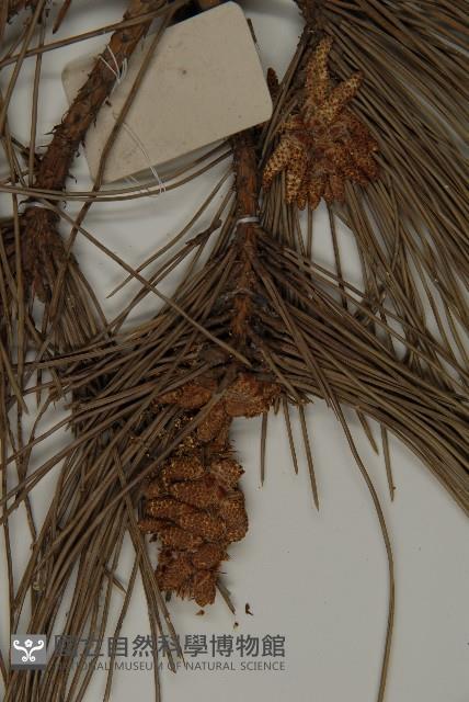 黑松藏品圖，第3張