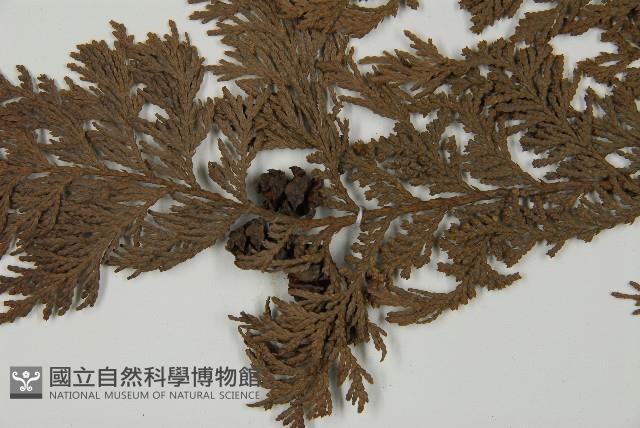 紅檜藏品圖，第3張